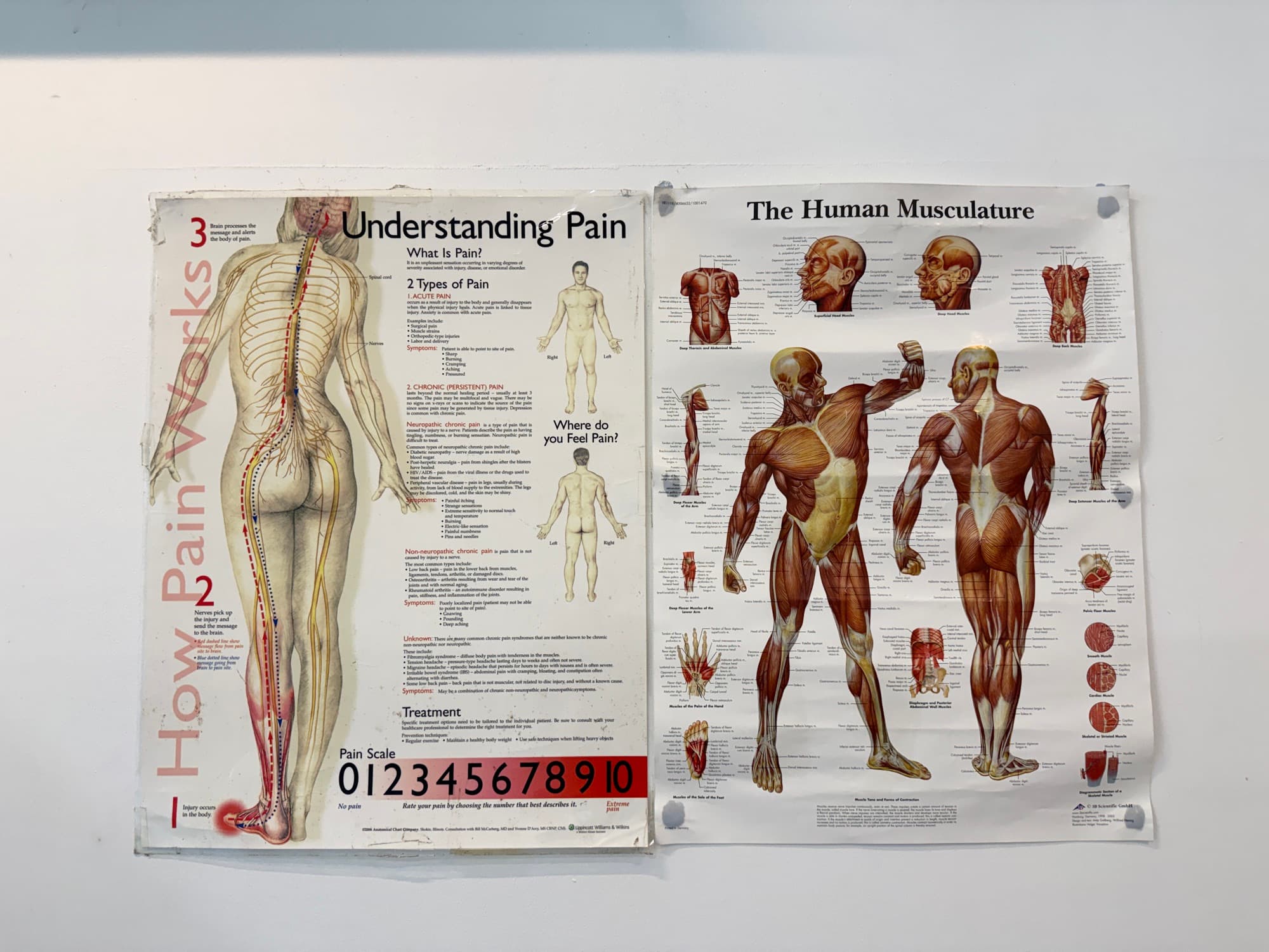 Understanding Pain and Human Musculature charts on the clinic wall